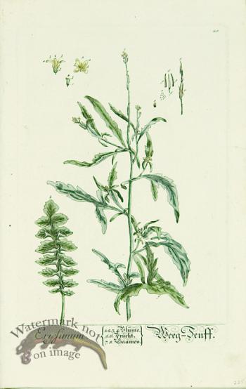 Blackwell German 102